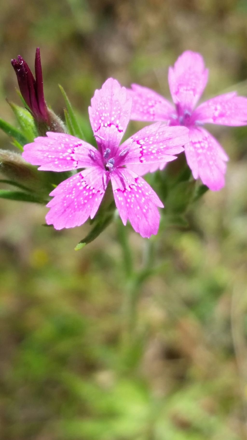 Dianthus armeria